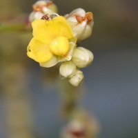 Schumacheria castaneifolia Vahl